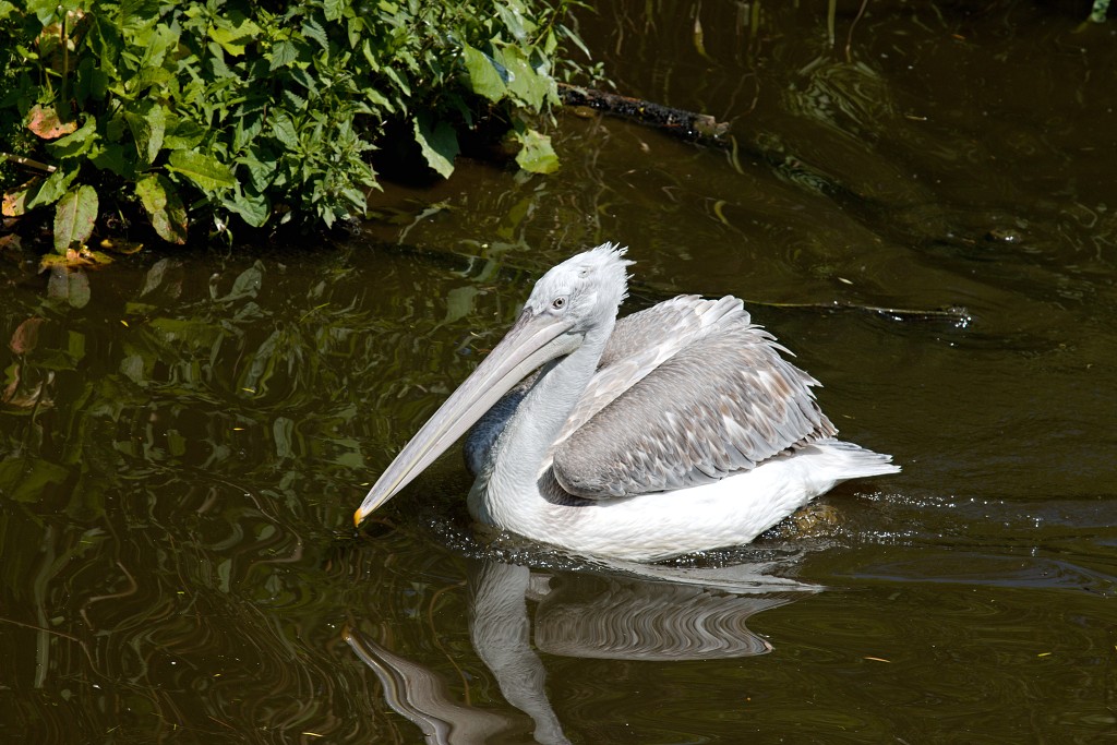vogels vogel hdr fauna natuur aves zang vliegen vrij